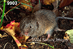 Microtus pinetorum, Woodland Vole